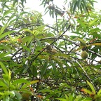 Prunus persica Pêcher Rosaceae 457.jpeg